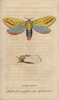 Ghost moth, Hepialus humuli