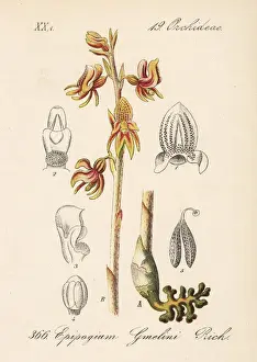 Ghost orchid, Epipogium aphyllum