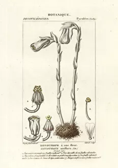 Jussieu Collection: Ghost plant or Indian pipe, Monotropa uniflora