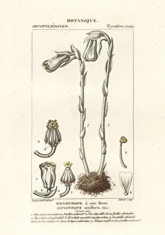 Francois Collection: Ghost plant or Indian pipe, Monotropa uniflora