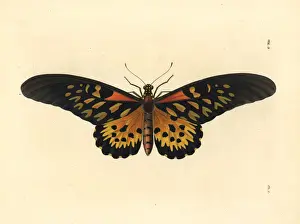 Papilio Prints: Giant African swallowtail butterfly, Papilio antimachus