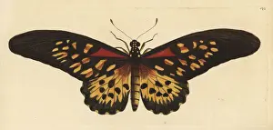 Papilio Prints: Giant African swallowtail, Papilio antimachus
