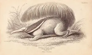 Giant ant-eater, Myrmecophaga tridactyla. Vulnerable