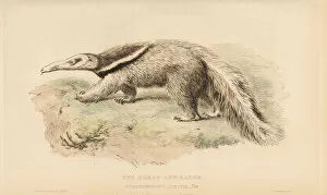 Anteater Gallery: Giant anteater or antbear, Myrmecophaga tridactyla
