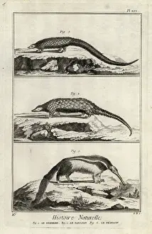 1774 Prints: Giant anteater, giant pangolin and long-tailed pangolin