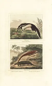 James Smith Barr Prints: Giant anteater, Indian pangolin and long-tailed pangolin