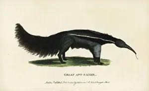 Giant anteater, Myrmecophaga tridactyla