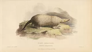 Giant armadillo, Priodontes maximus