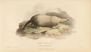 Maximus Prints: Giant armadillo, Priodontes maximus