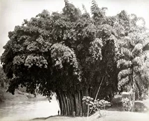 Bamboo Gallery: Giant bamboo, Ceylon, Sri Lanka