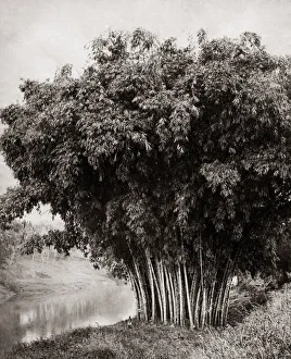 Bamboo Prints: Giant bamboo, Ceylon (Sri Lanka) c. 1880 s