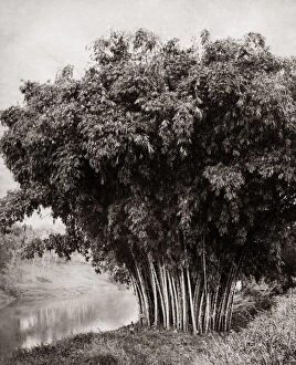 Bamboo Gallery: Giant bamboo, Ceylon (Sri Lanka) c.1880 s