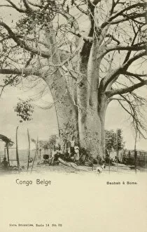 Images Dated 2nd September 2019: Giant Baobab Tree - Belgian Congo, Central Africa