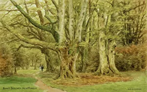 Beeches Prints: Giant Beeches, New Forest, Hampshire