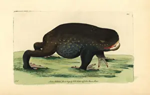 Giant burrowing frog, Heleioporus australiacus