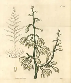 Gigantic Prints: Giant cabuya, Furcraea foetida