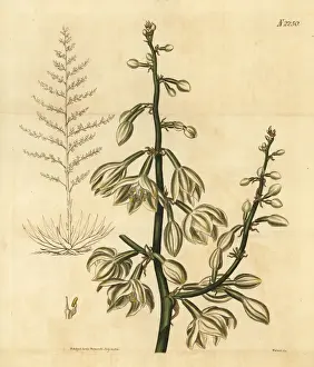 Giant cabuya, green-aloe or Mauritius-hemp, Furcraea foetida