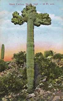 Growing Prints: Giant cactus in shape of cross, California, USA
