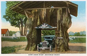 Cedar Prints: Giant cedar stump with car driving through, Snohomish County, Washington, USA Date: 1929