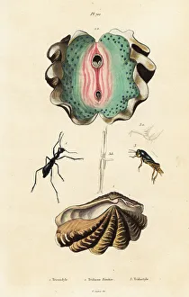 Giant clam and beetles