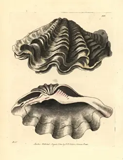 Vulnerable Prints: Giant clam, Tridacna gigas Vulnerable