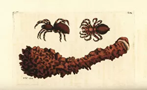 Giant crab spider, Heteropoda venatoria