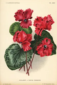Pieter Collection: Giant cyclamen cultivar, Cyclamen persicum var. giganteum
