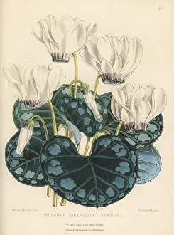 Giganteum Prints: Giant cyclamen, Cyclamen persicum var. giganteum