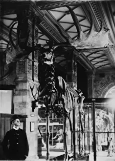 Cervidae Prints: Giant deer, February 1893. The Natural History Museum, Lond