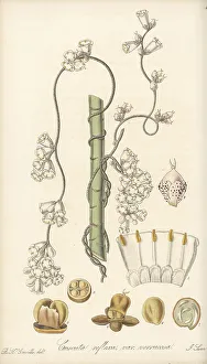 Madras Prints: Giant dodder or ulan ulan, Cuscuta reflexa
