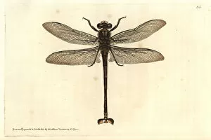 Dragonfly Collection: Giant dragonfly, Petalura gigantea