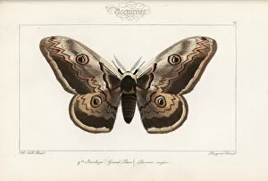 Alexis Collection: Giant emperor moth, Saturnia pyri
