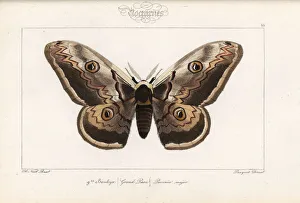 Alexis Collection: Giant emperor moth, Saturnia pyri