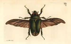 Giant flower beetle, Mecynorrhina torquata