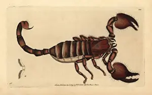 Scorpion Prints: Giant forest scorpion, Heterometrus indus