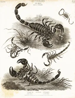 Toxin Prints: Giant forest scorpion, wood scorpion, etc