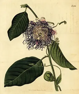 Passiflora Prints: Giant granadilla, Passiflora quadrangularis