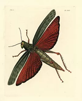 Giant grasshopper, Tropidacris dux
