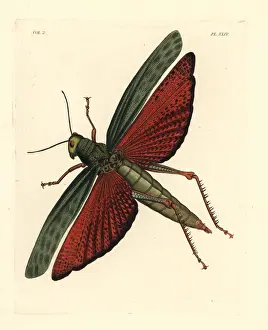 Locust Prints: Giant grasshopper, Tropidacris dux