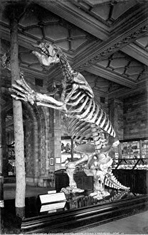 Images Dated 12th July 2013: Giant Ground Sloth, Natural History Museum
