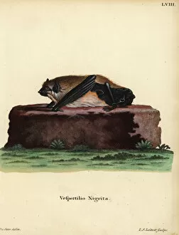 Sebastian Collection: Giant house bat, Scotophilus nigrita nigrita