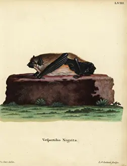 Leitner Prints: Giant house bat, Scotophilus nigrita nigrita