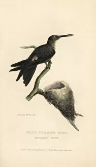 Kearsley Gallery: Giant hummingbird, Patagona gigas