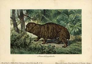 Ancestor Gallery: Giant Hyrax, Riesenklippdachs, extinct ancestor