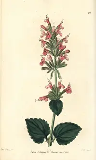 Pallida Prints: Giant hyssop, Agastache pallida