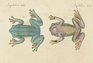 Dorsal Prints: Giant leaf frog, Phyllomedusa bicolor