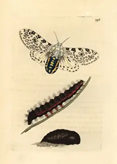 Leopard Prints: Giant leopard moth, Hypercompe scribonia