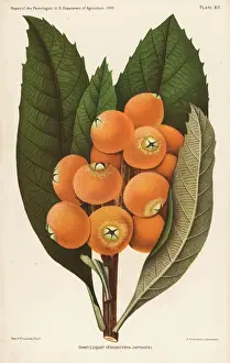 Giant loquat from van Demans Report of