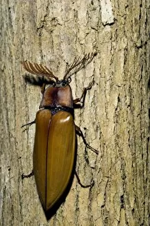 Beetle Gallery: Giant Malaysian Click-Beetle - male on bark of a tree