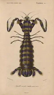 Mantis Prints: Giant mantis shrimp, Squilla maculata